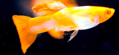 Albino Koi Guppy Pair (1 Male and 1 Female)