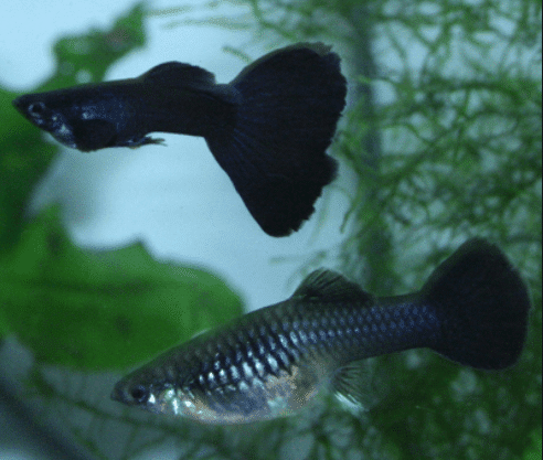 Black Moscow Guppy Pair (1 Male and 1 Female)