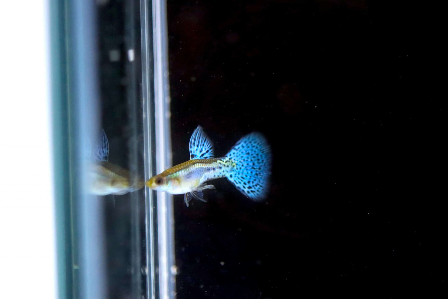 Blue Grass Guppy Pair (1 Male and 1 Female)
