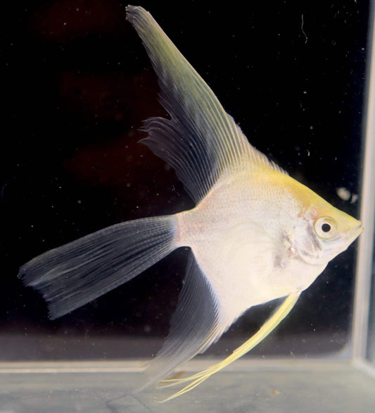 Gold Veil Angelfish