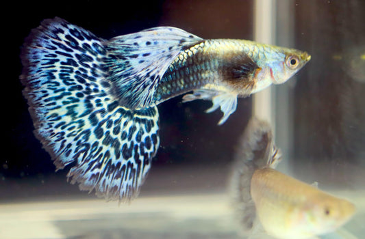 Blue Green Dragon Guppy Pair (1 Male and 1 Female)