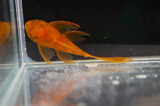 Longfin Super Red Pleco (about 1.5 inch)