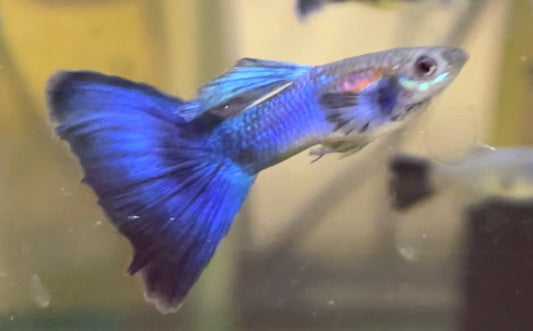 Japan Blue Blue Tail Guppy Pair (1 Male and 1 Female)
