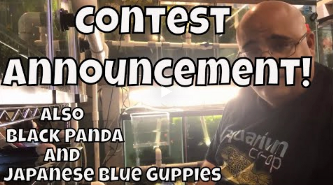 Black Panda Guppy Japanese Blue Guppy Fish 5K subscriber contest How to win cool prizes! Fishroom VL