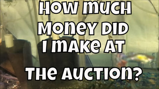 How to Make Money Selling Fish at a Local Fish Club Auction