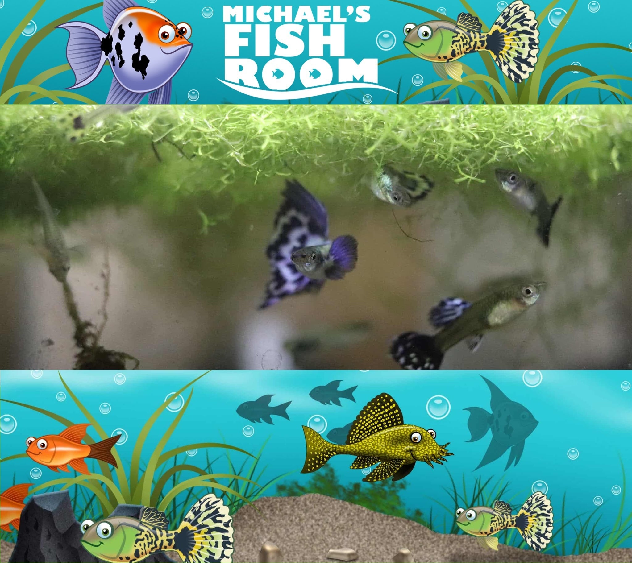 10.5 Blob Fish – ripleysaquariumstore