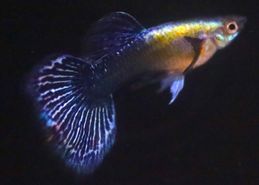Blue Dragon Guppy Pair (1 Male and 1 Female)