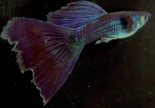 Blue Moscow Guppy Pair (1 Male and 1 Female)
