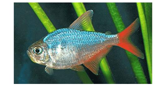 Red Blue Colombian Tetra