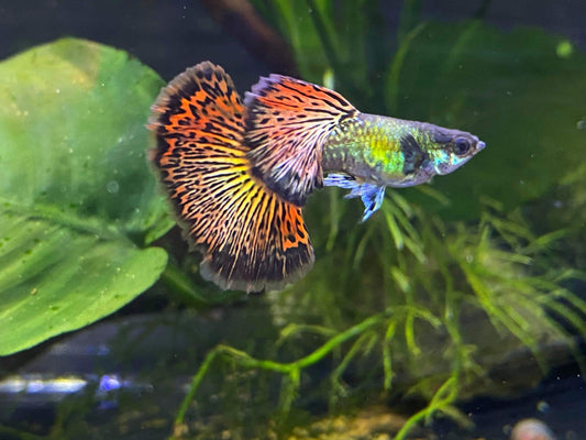 Red Dragon Guppy Pair (1 Male and 1 Female) Imported
