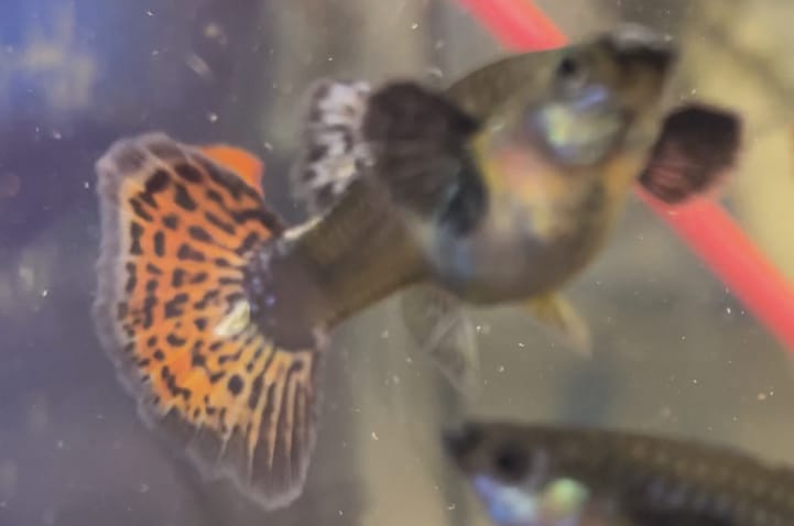 Dumbo Red Tail Guppy Pair(1 Male/1 Female)