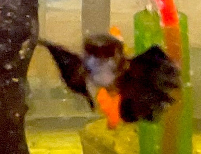 Dumbo Red Tail Guppy Pair(1 Male/1 Female)