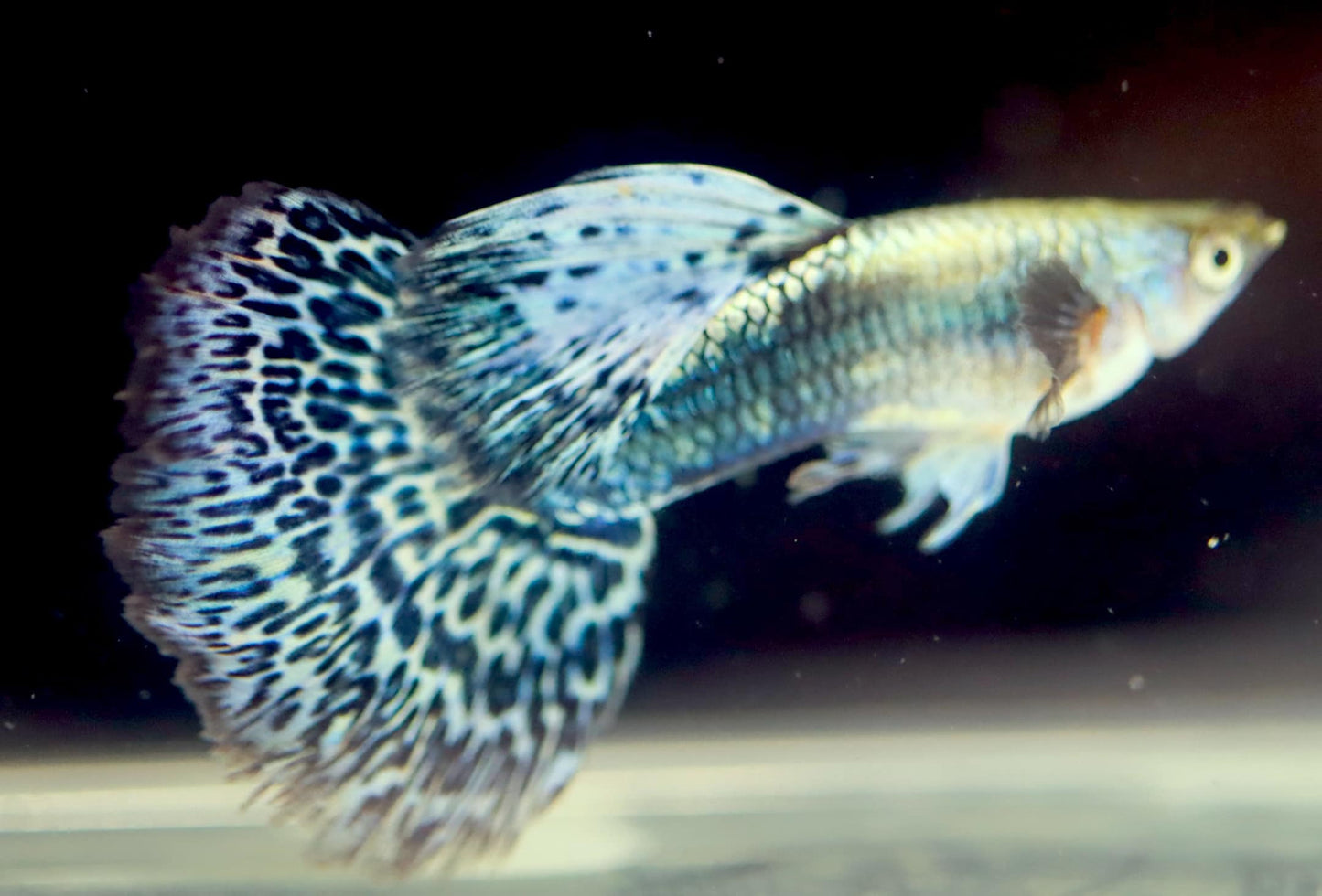 Blue Green Dragon Guppy Pair (1 Male and 1 Female)