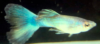 Green Moscow Guppy Pair (1 Male and 1 Female)