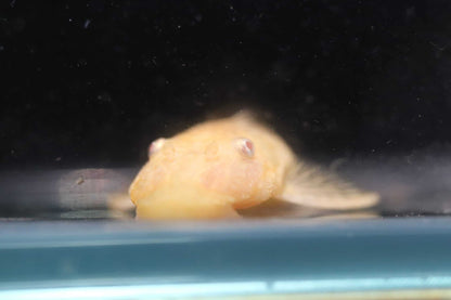Albino Bristlenose Pleco(about 1.5 inch+)