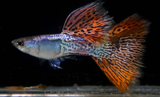 Metal Red Lace Guppy (1 m/1 F)