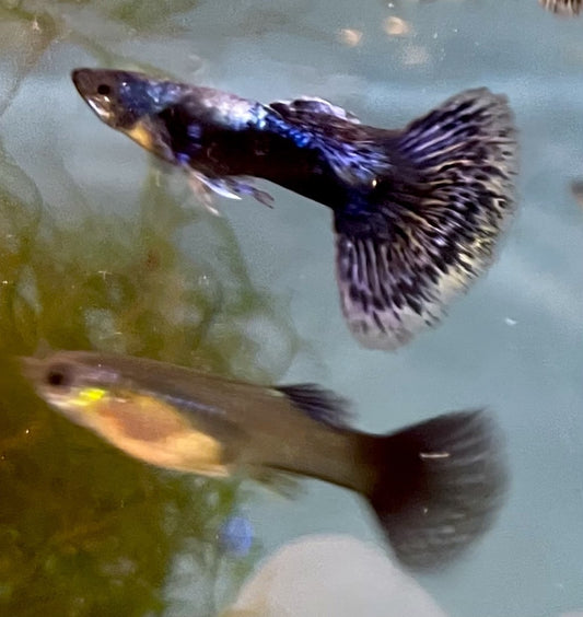 Purple Dragon Guppy Pair (1 Male and 1 Female)