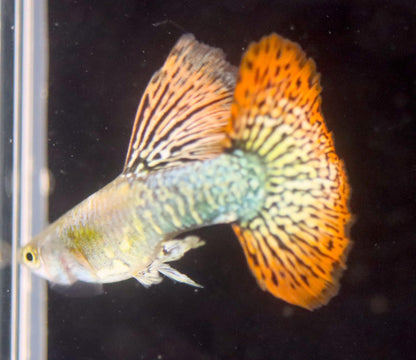 Red Dragon Guppy Pair (1 Male and 1 Female) Imported